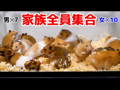 ハムスターの家族 ハムスターファミリー | シルバニアファミリー