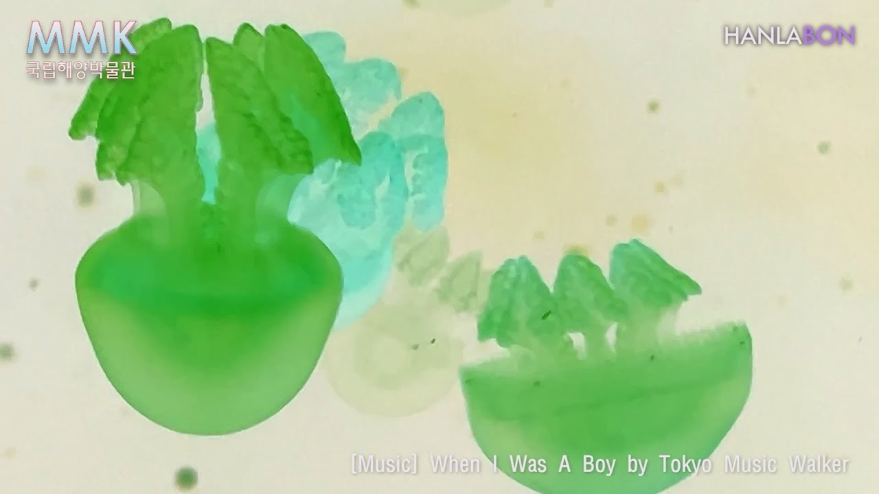 [한라BON] 공부할 때, 듣기 좋은 음악~ 바다 생물 영상! (feat.국립해양박물관)