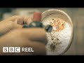 Whats inside starlite  bbc reel