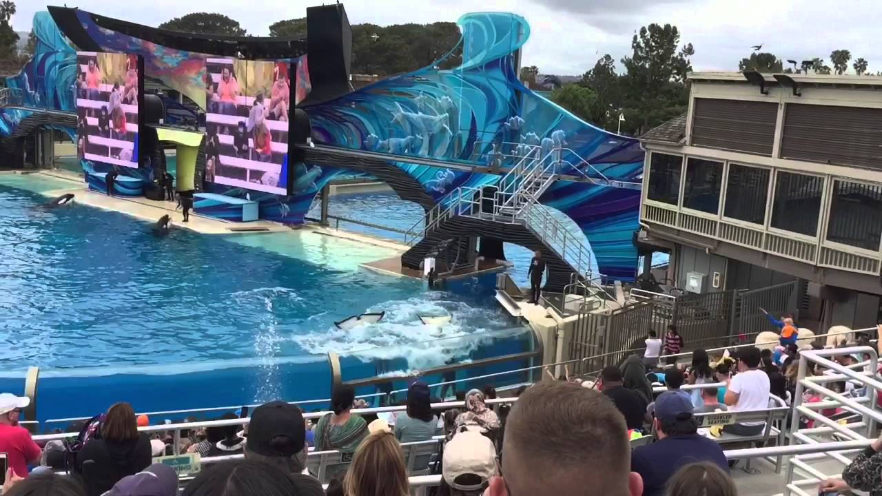 seaworld san diego quick tour