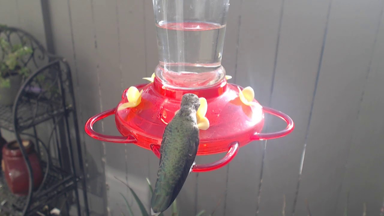 video phone beyonce mp3 Bella Hummingbird Nest Cam 08-24-2018 08:19:39 - 09:19:39