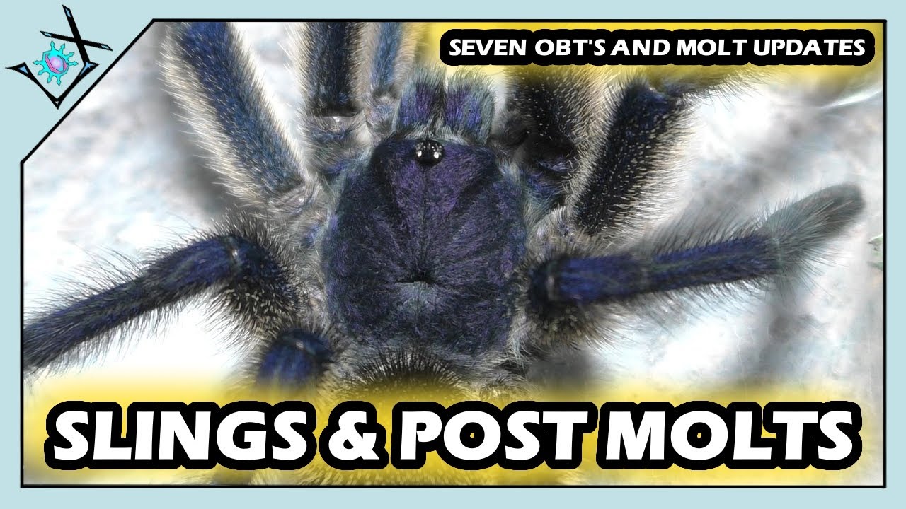 SEVEN OBT Slings & POST Molt Updates【Tarantula Slings & Molts】 YouTube