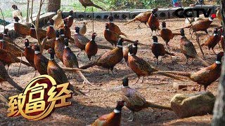 【The Riches】20171215 | CCTV Military