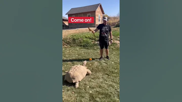 How I Move My Giant Pet Tortoise!!!  #shorts #tort...