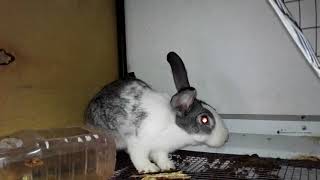 Кролики//Кормление кроликов//кормить сеном или нет?/нужно ли сено кролику?/кормление кроликов.
