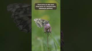 Observation Du Demi-Deuil Observation Of The Marbled White Melanargia Galathea