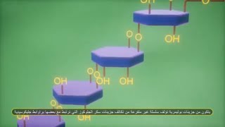 السكريات العديدة (سكريات معقدة)