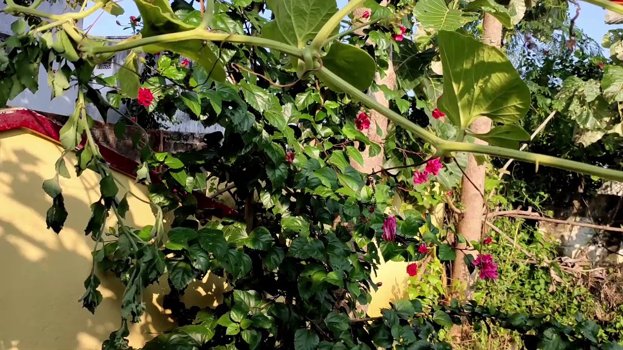 My beautiful garden