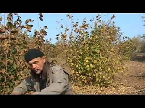 Video: Kako Uzgajati Tartuf Kod Kuće (bijeli Ili Crni) + Video