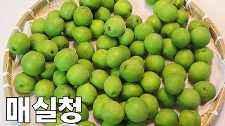 10년도 보관 가능한 매실청담그는 법 팁! 매실청 이렇게 담그면 실패 없어요!
