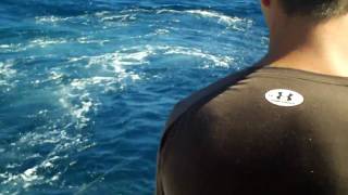 Shark Dive Tuna Fishing.MOV