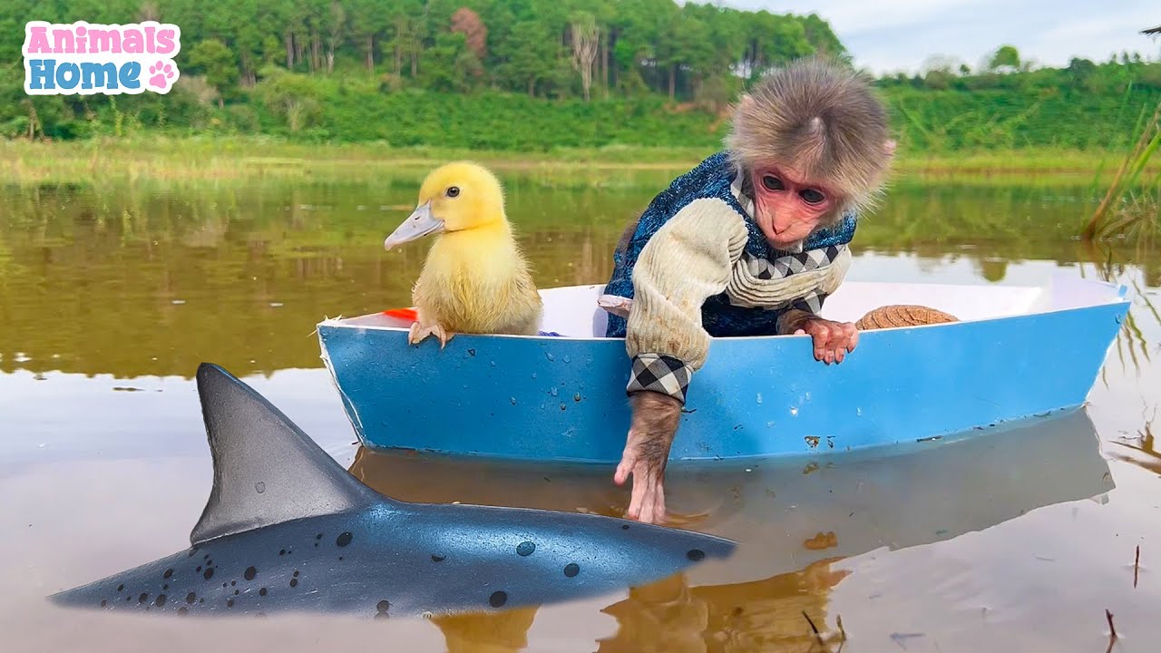 BiBi takes duckling to go fishing