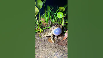The Sounds Of Our CHILDHOOD Frogs Toad 