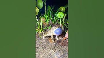 Thumbnail of The sounds of our CHILDHOOD #frogs #toad