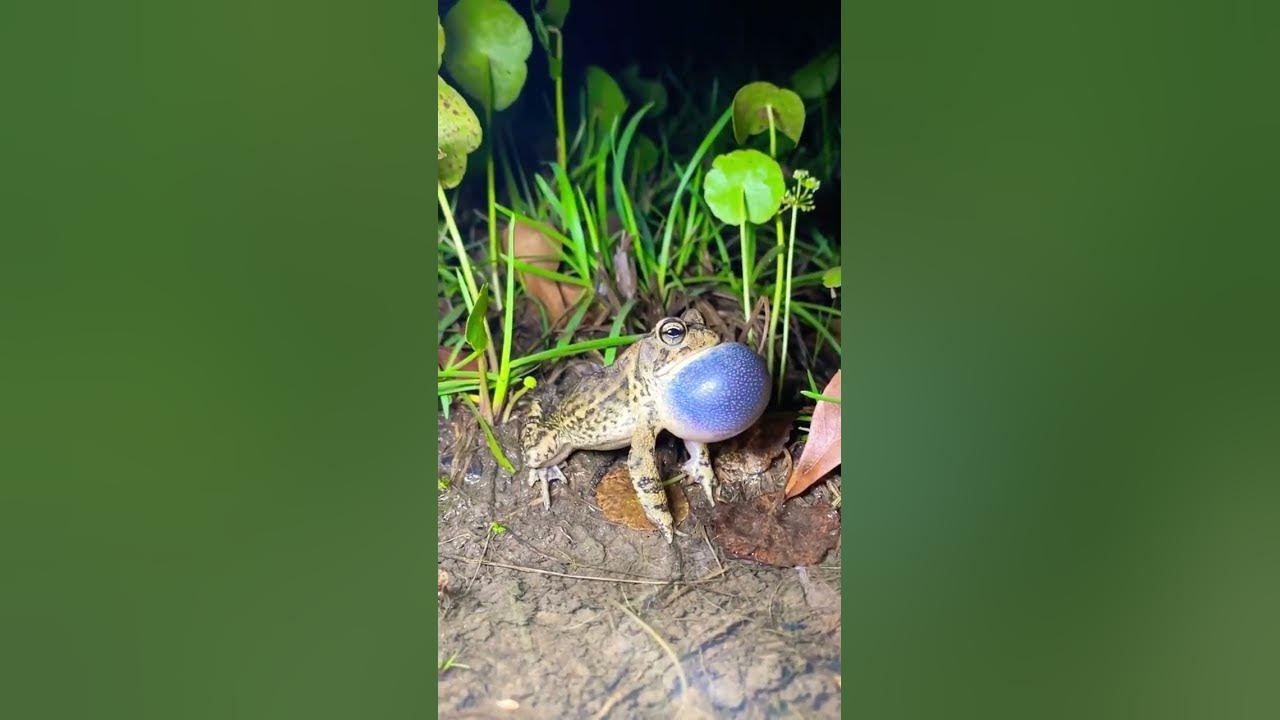 The sounds of our CHILDHOOD #frogs #toad