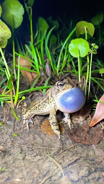 The sounds of our CHILDHOOD #frogs #toad