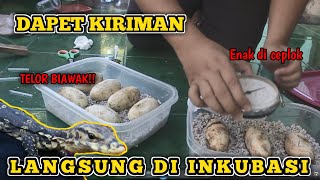 CARA MUDAH MENETASKAN TELUR BIAWAK..!!