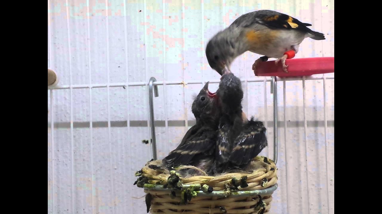 Red Siskin 12 ημερών 