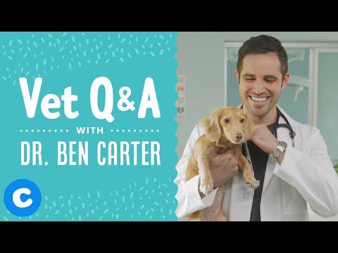 Vídeo: Perguntas Sobre A Saúde Do Seu Animal De Estimação Respondidas Pelo Dr. Ben Carter