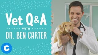 Have some questions about pet health? well, you’re in for a treat!
chewy has teamed up with dr. ben carter from animal house veterinary
center to answer your...