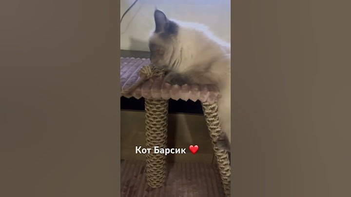 Кот охотник  #shortvideo #shortsvideo #shorts #охота #кот #приколы #юмор #cat #любовь #котики