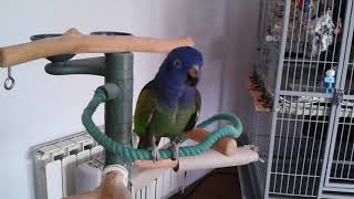 Kobe the Blue-headed Pionus talking