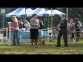 Nova Scotia Duck Tolling Retrievers at Dog Show June 5, 2011 の動画、YouTube動画。
