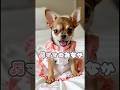 かわいい子犬が歌ってみた。♫ママのおなか#歌ってみた #歌う子犬 #かわいい子犬 #好きな子犬 #shorts #dog#犬#ai犬 #aidog #子犬 #puppy