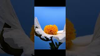Blooming Matilija Poppy