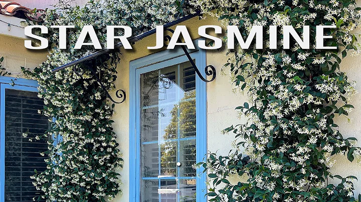 Star Jasmine |  Design ideas for a classic timeless landscape. - DayDayNews