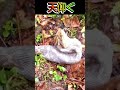 天仰ぐ猛毒ハブ 獲物が大きすぎたか🐶呑み込むのに疲れた😁 せとうち町観光協会の奄美フロンティアガイドもとむらさん自宅敷地内で発見し撮影#奄美大島#ハブの島#夏は特に警戒