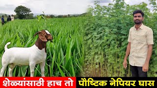 शेळ्यांसाठी हाच तो पौष्टिक नेपियर घास | शेळीपालन चारा व्यवस्थापन | Goat Farming | Maze Ran Shivar