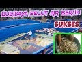 Cara Budidaya Belut Air Bersih Tanpa Lumpur Di Kolam Terpal