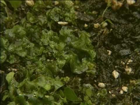 Video: Skirtumas Tarp Pteridophytes Ir Phanerogams