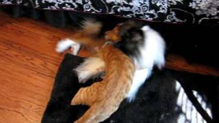 dog and cat playfighting by mackigger 6,753 views 14 years ago 50 seconds