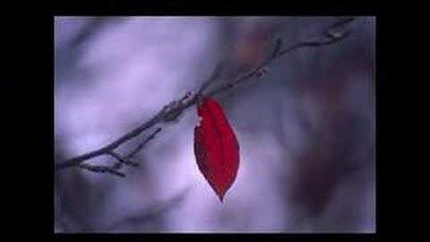 Reasons (autumn in my heart)
