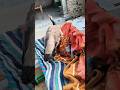 ઢેલ કેવી મસ્ત જગાડે છે સવારના #birds #nature #shorts #viral #video