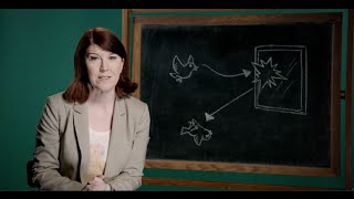 Famous Help Birds Avoid a Deadly Collision Net Worth