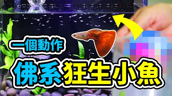 原來如此！免錢的孔雀魚大量繁殖，一直生一直生，整缸爆滿 Guppy Fish born！DO NOT use breeding box - 天天要聞
