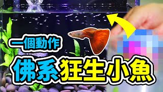 原來如此！免錢的孔雀魚大量繁殖，一直生一直生，整缸爆滿 Guppy Fish born！DO NOT use breeding box