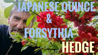 How to grow Japanese quince & Forsythia