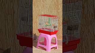 تغريدة كناري ولا اروع