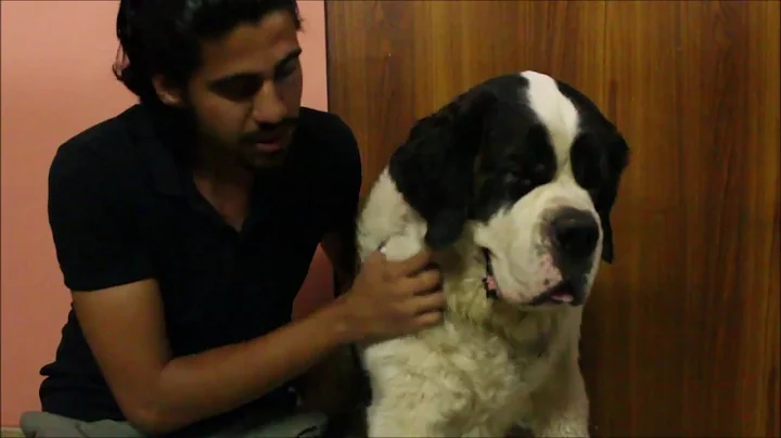 TICK FEVER TREATMENT | 100% POSITIVE RESULTS | Wildly Indian