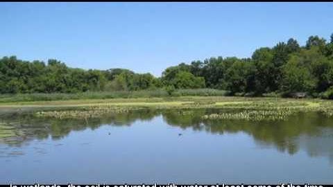 Wetlands Introduction Part 1