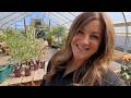 Planting Perennials & Tomatoes in the Greenhouse + Garden Maintenance! 🌸🍅✂️