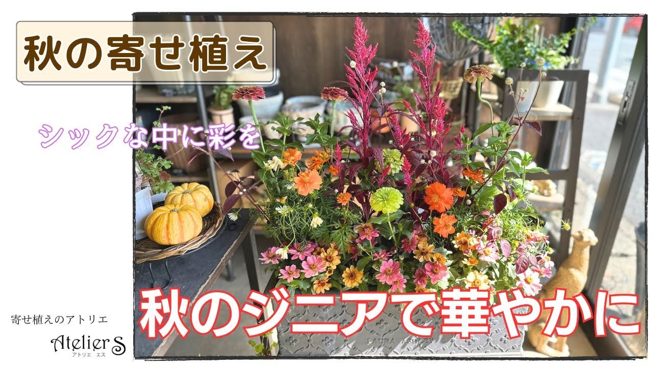 寄せ植え】秋のジニアで華やかに【ガーデニング】 - YouTube
