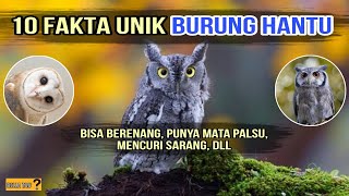 10 Fakta Unik BURUNG HANTU - Mencuri Sarang, Bisa Berenang, Dll