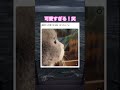 ただただ可愛い動画。笑　#shorts#動物#かわいい#可愛い#癒し#癒し動画 #猫 #横顔