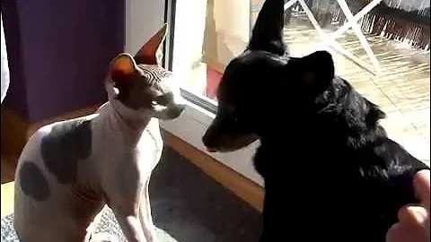 Video 11802201: sphynx