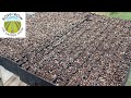 6 ESSENTIAL TIPS FOR SUCCESSFUL SEED STARTING